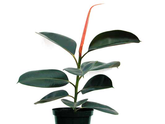 A Rubber Plant with glossy, leathery, large leaves and pink tip growing in a pot. A Rubber Plant with glossy, leathery, large leaves and pink tip growing in a pot.