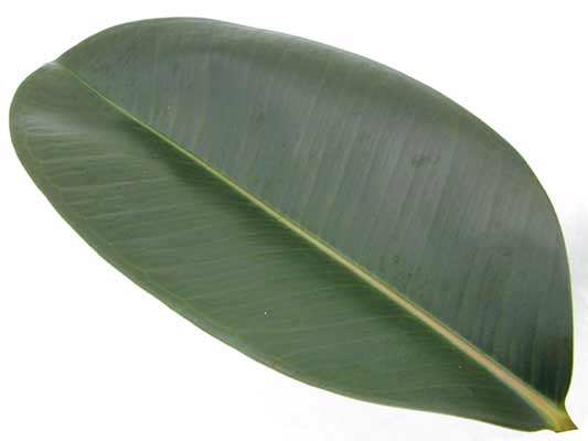 A large oval shaped Rubber Plant leaf. A large oval shaped Rubber Plant leaf.