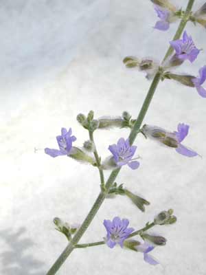 A green stem with purple Russian Sage flowers. A green stem with purple Russian Sage flowers.