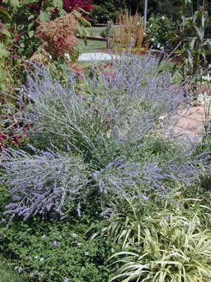 A large, blooming Russian Sage growing in a flower bed. A large, blooming Russian Sage growing in a flower bed.
