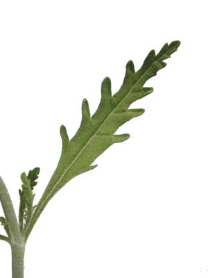 A long, slender Russian Sage leaf. A long, slender Russian Sage leaf.
