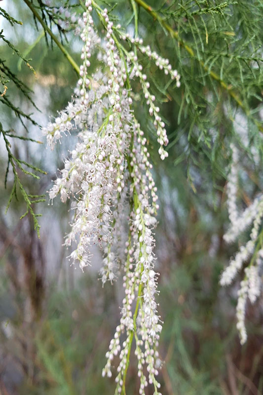 Long splitting capsules with fluffy hairs on seeds