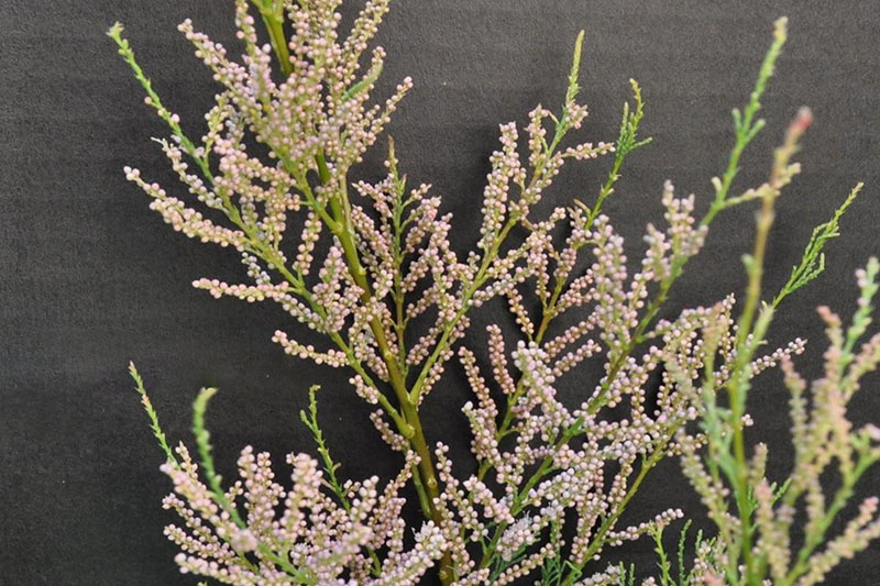 Showy columns of pink flowers