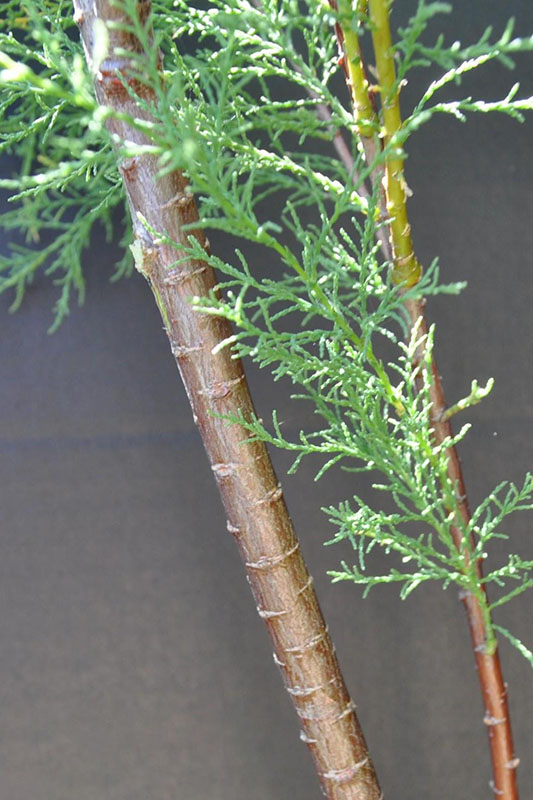 Slender, reddish-brown branches