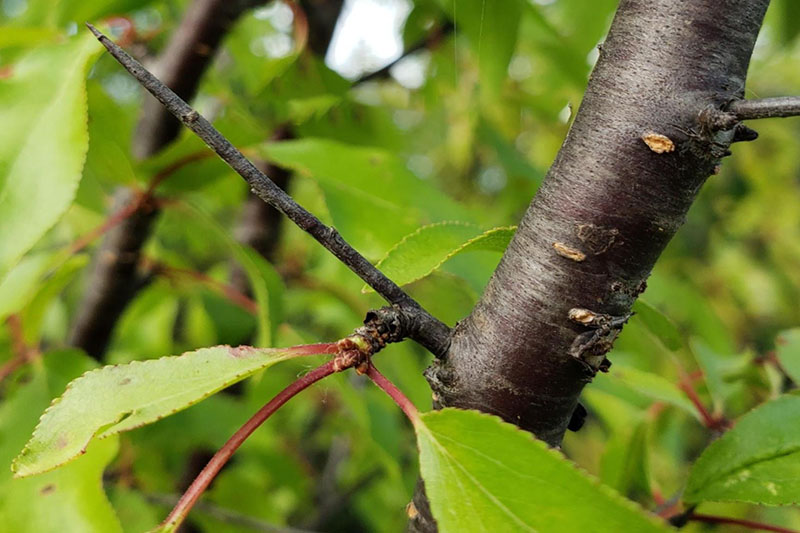 Sand Plum Oklahoma State University