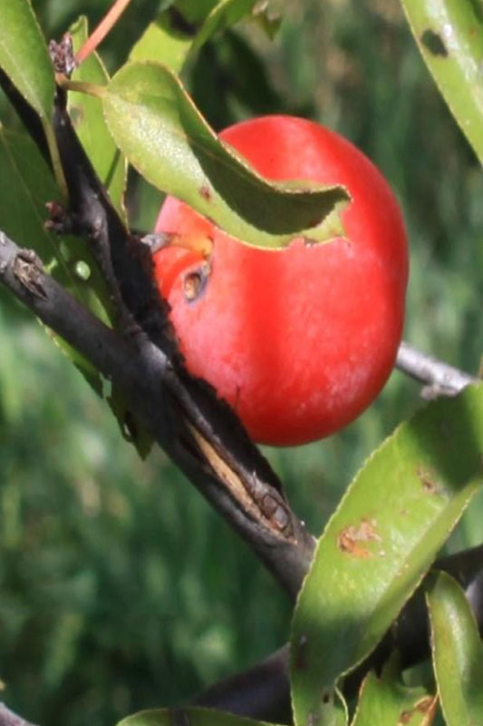 Sand Plum Oklahoma State University