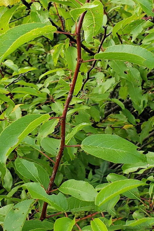 Sand Plum Oklahoma State University