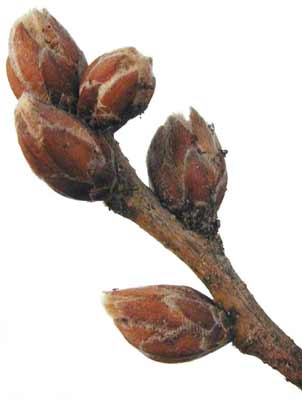 A brown Sawtooth Oak branch with several buds growing at off the side and top. A brown Sawtooth Oak branch with several buds growing at off the side and top.