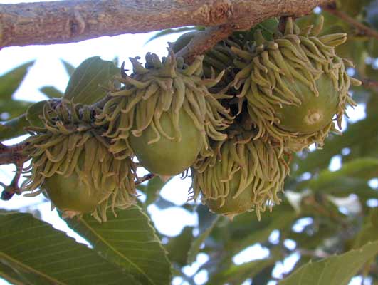 Several green acorns enclosed in cups with long, spreading, recurving scales hanging from a Sawtooth Oak branch. Several green acorns enclosed in cups with long, spreading, recurving scales hanging from a Sawtooth Oak branch.