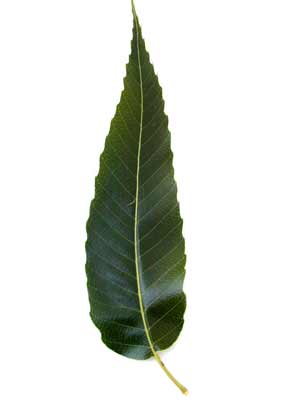 A dark green, long Sawtooth Oak leaf. A dark green, long Sawtooth Oak leaf.