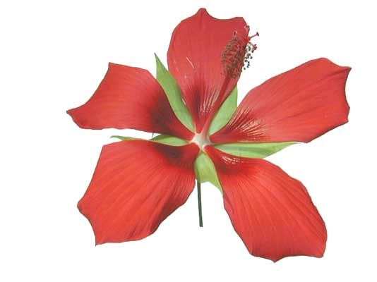 A red Scarlet Hibiscus flower with five petals and green leaves. A red Scarlet Hibiscus flower with five petals and green leaves.