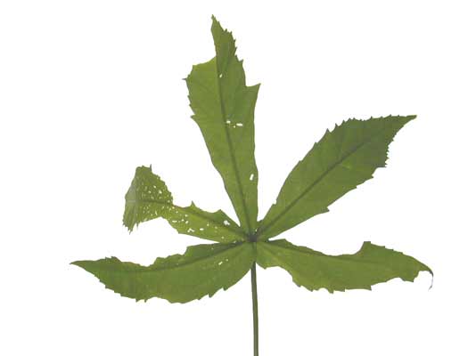 A green Scarlet Hibiscus leaf with five leaflets. A green Scarlet Hibiscus leaf with five leaflets.