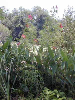 Two large Scarlet Hibiscus plants surrounded by greenery in a flower bed. Two large Scarlet Hibiscus plants surrounded by greenery in a flower bed.