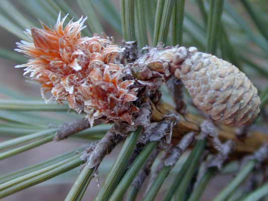 A orange-brown colored Scots Pine bud and seed. A orange-brown colored Scots Pine bud and seed.
