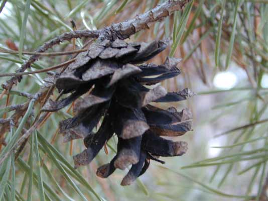 A brown Scots Pine cone attached to the branch. A brown Scots Pine cone attached to the branch.