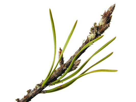 A Scots Pine branch with pine-like needles. A Scots Pine branch with pine-like needles.