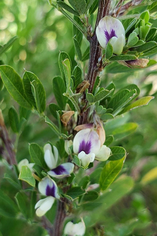Flowers white or cream; tucked among leaves