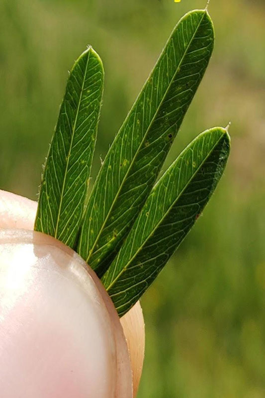 Leaf veins very straight.