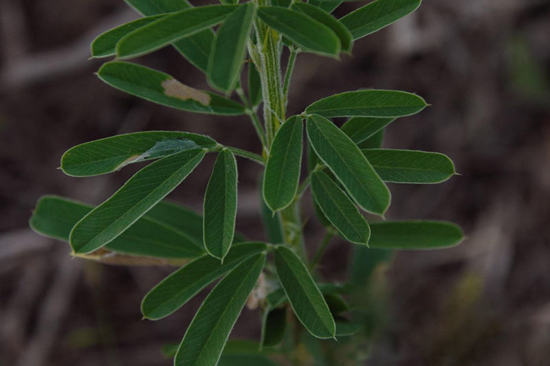 Numerous small leaves with three leaflets