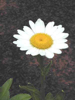 A white Shasta Daisy flower with a yellow center. A white Shasta Daisy flower with a yellow center.