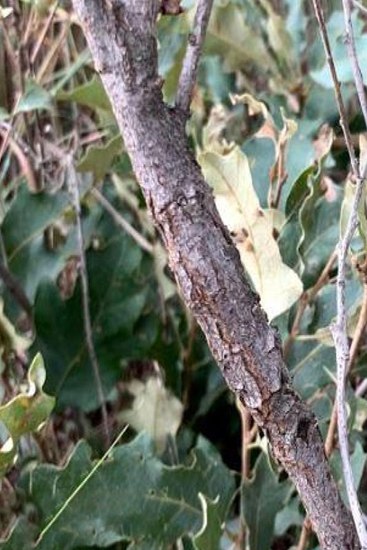 Light gray, rough, scaly bark