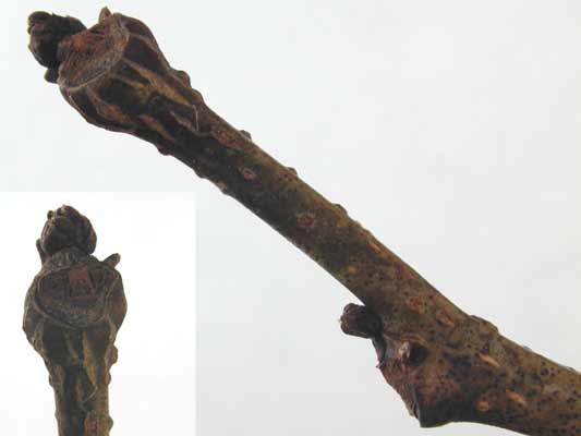 A brown Silk Tree branch with small buds on it. A brown Silk Tree branch with small buds on it.