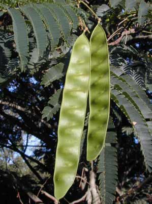 A long, slender, green Silk Tree seed pod hanging from the branch. A long, slender, green Silk Tree seed pod hanging from the branch.