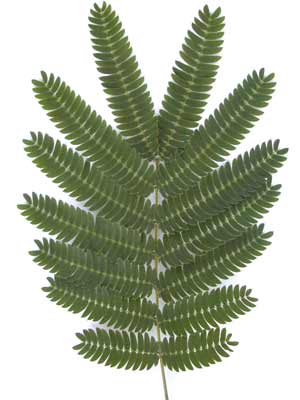 A Silk Tree branch with several small, green leaves on it. A Silk Tree branch with several small, green leaves on it.