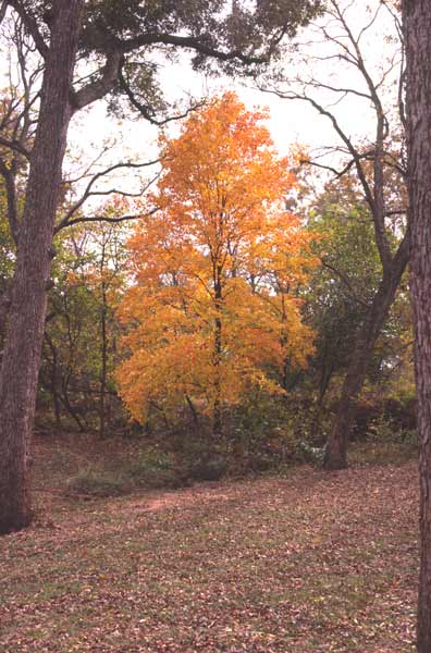 A golden-yellow Silver Maple tree in the fall. A golden-yellow Silver Maple tree in the fall.