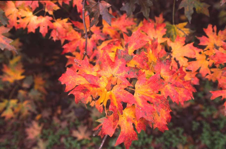 Silver Maple Oklahoma State University