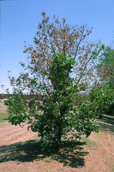 A small Silver Maple tree growing in a field. A small Silver Maple tree growing in a field.