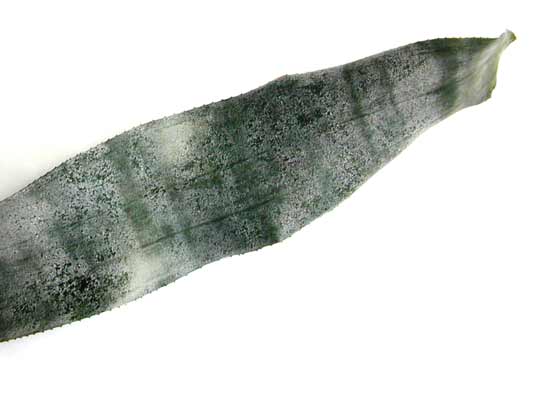 Silvery-green Silver Vase Bromeliad leaf. Silvery-green Silver Vase Bromeliad leaf.