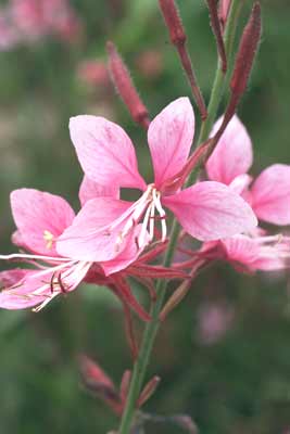 A small group of pink Siskiyou Pink Gaura flowers attached to the stem. A small group of pink Siskiyou Pink Gaura flowers attached to the stem.
