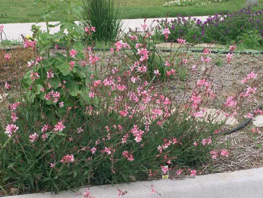 A large group of Siskiyou Pink Gaura flowers groing in a flowerbed blooming with pink flowers. A large group of Siskiyou Pink Gaura flowers groing in a flowerbed blooming with pink flowers.