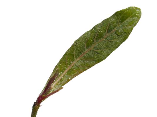 A single, long and slender Siskiyou Pink Gaura leaf that is dark green. A single, long and slender Siskiyou Pink Gaura leaf that is dark green.