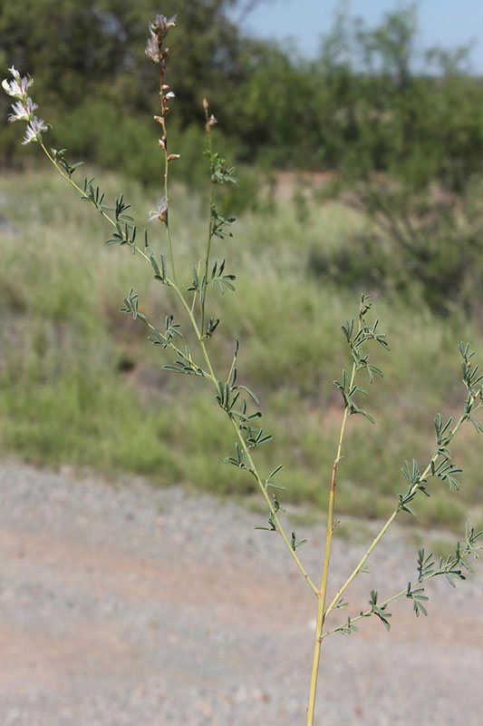 Long stems branches above and unbranched below