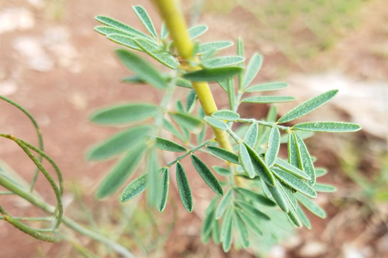 Small leaves with dark gland spots; 7 leaflets per leaf