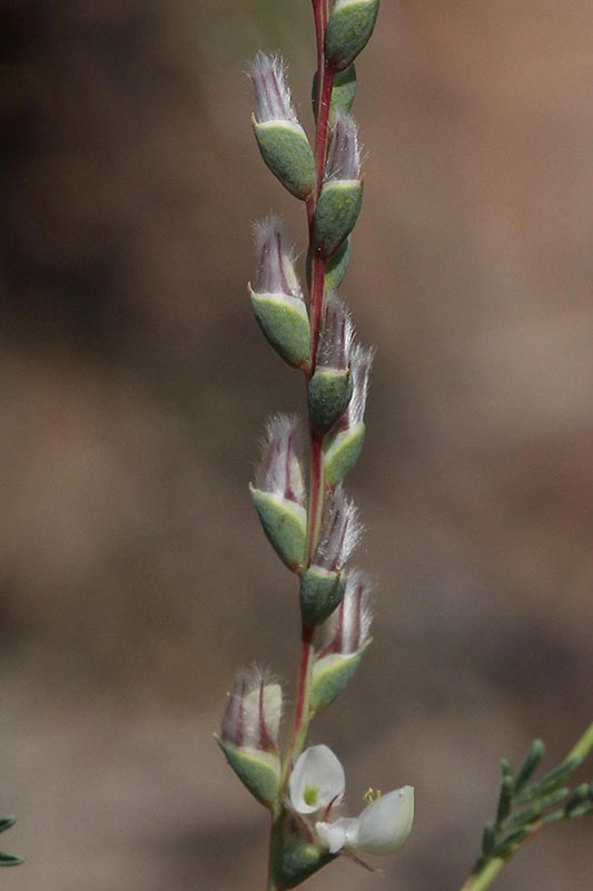 Small white flowers terminating stem branches