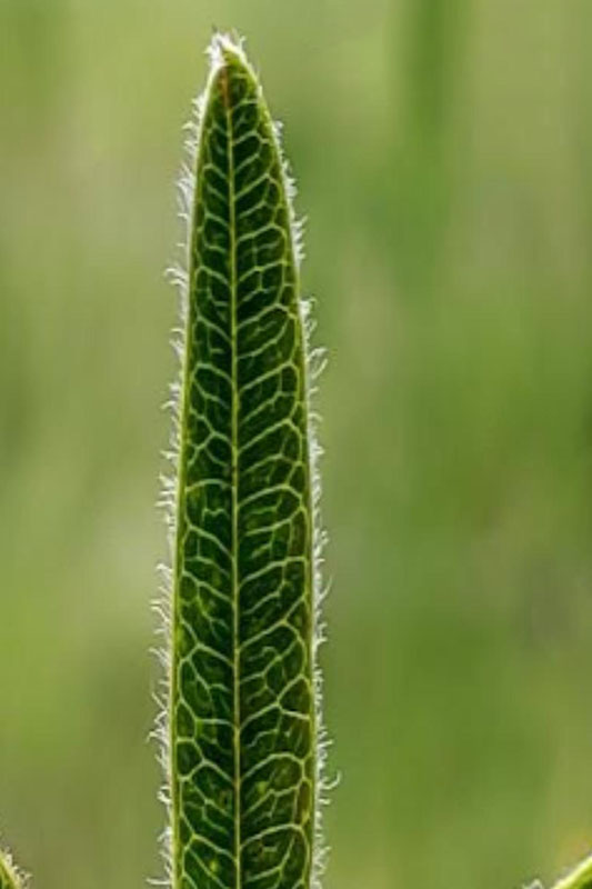 Leaf veins make oval-pattern from mid-veins