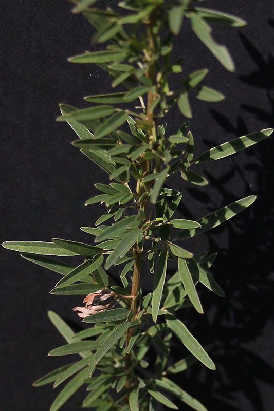 Many overlapping small and large leaves