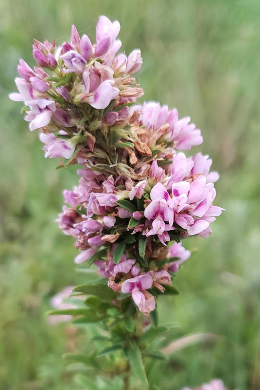 Pink or purple flowers tucked among leaves