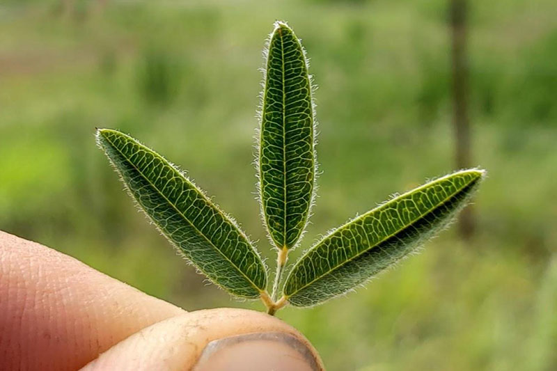 Three leaflets per leaf
