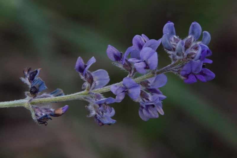 Blue or purple flowers