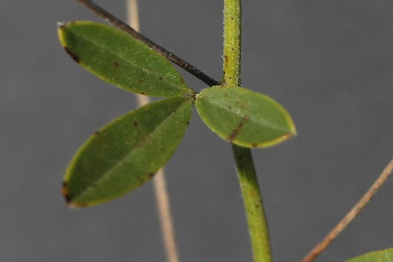 Leaves may apper waxy