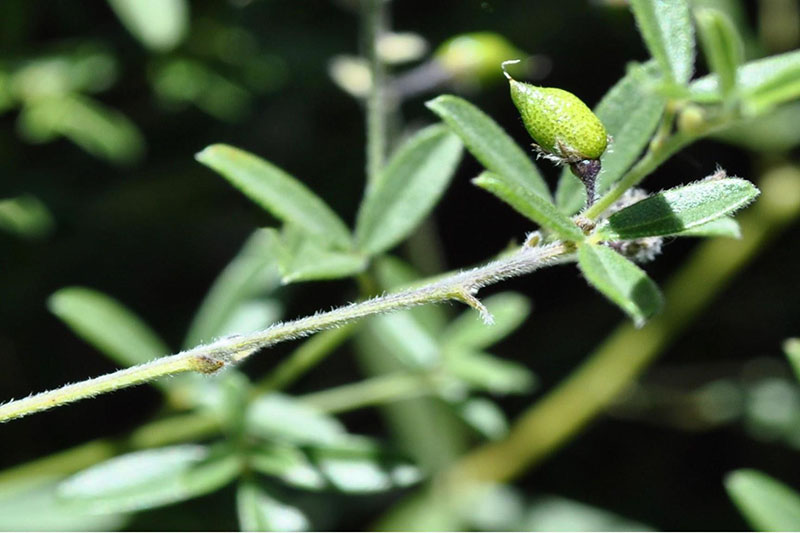 Long stems with fuzzy hairs