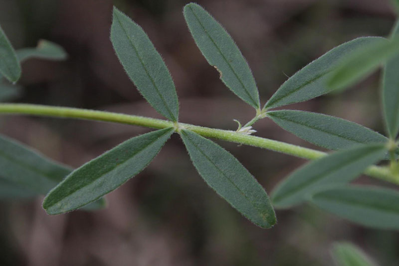Three leaflets per leaf