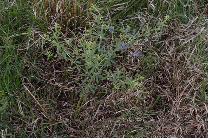 Unbranched below, highly branched above