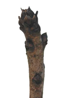 A brown Smoke Tree branch with small scale-like buds on it. A brown Smoke Tree branch with small scale-like buds on it.