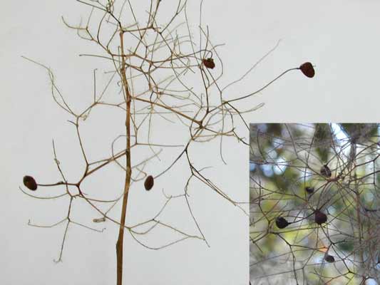 A small Smoke Tree with no leaves and small fruit hanging off the branches. A small Smoke Tree with no leaves and small fruit hanging off the branches.