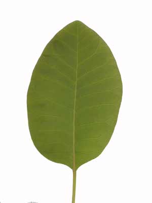 A green, oval-shaped Smoke Tree leaf. A green, oval-shaped Smoke Tree leaf.
